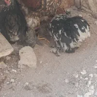 برهما کوشین