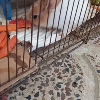 خرگوش