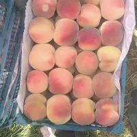 میوه