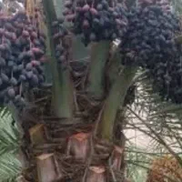 خرمای درجه یک خاییز خنیزی وکبکاب