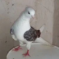 کبوتر پشدار سرور