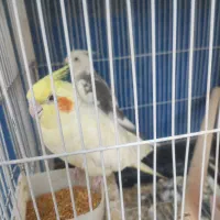 یک جفت عروس هلندی