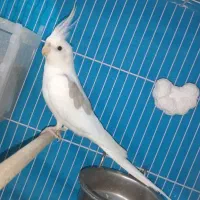عروس هلندی