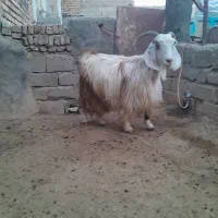 بزآبستن