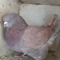 کبوتر تهرانی