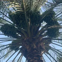 فروش خرمای خاصه جم