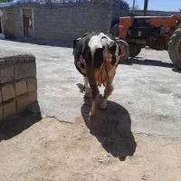 09016014089|سیمکارت|بستان آباد, |دیوار