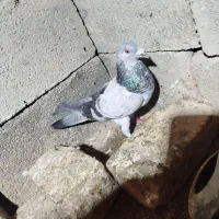 کفتر|پرنده|بجنورد, |دیوار