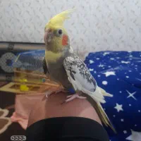 عروس هلندی ماده