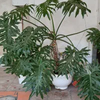 گل برگ انجیری ۲۰ ساله