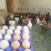 تخم مرغ ارگانیک زرده طلایی