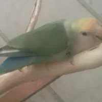 طوطی برزیلی ماده گمشده