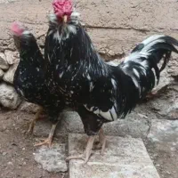 تخم مرغ گلین