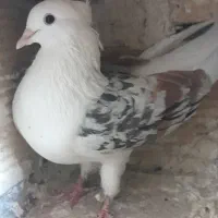 کفتر کبوتر
