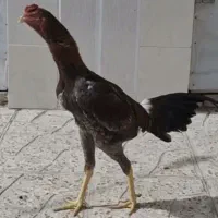 خروس لاری
