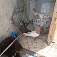 کفتر