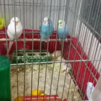 مرغ عشق به همراه ۳ عدد قفس