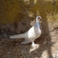 چشم قرمز