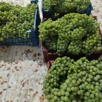 ابغوره خوشمزه طبیعی با خواص درمانی