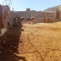 گاو وگوساله ماده ونر
