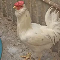 خروس گلین فول فول