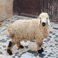 گوسفند نر وطنی