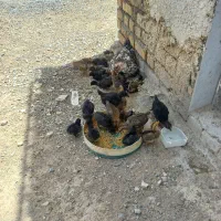 جوجه ۳۰الی ۴۰روزه لری گلین