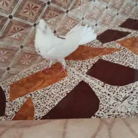 کبوتر