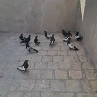 کفتر سینه‌ای