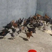 جوجه مرغ محلی