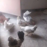 مرغ وخروس گلین زیرمرغی ۹ماه سالم