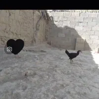 مرغ