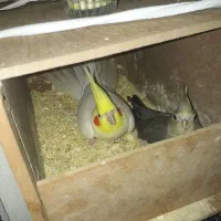 پرنده