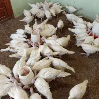 بوقلمون بیوتی