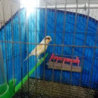 ۱ جفت قناری نر ماده