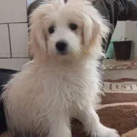سگ پاپی