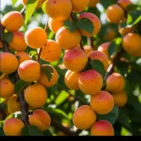 زردالو تخم گردی