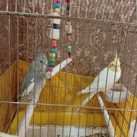 یک جفت عروس هلندی خونگی رام