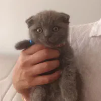 گربه اسکاتیش بلو