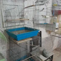 قفس کاسکویی
