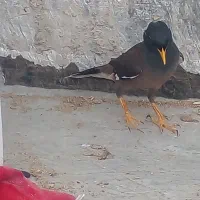 مرغ مینا