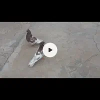 کبوتر کله سرخ