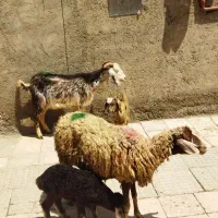 میش بره بز بزغاله