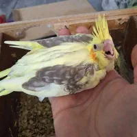 سه عدد عروس هلندی سرلاکی
