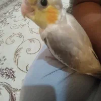 عروس هلندی سرلاکی جوجه