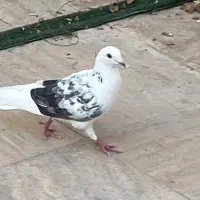 کبوتر آلمانی
