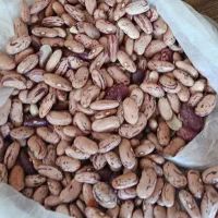 فروش لوبیا چیتی کلی