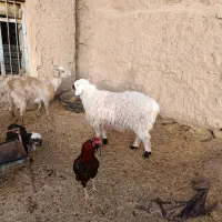 میش وبره|حیوانات مزرعه|بیرجند, |دیوار