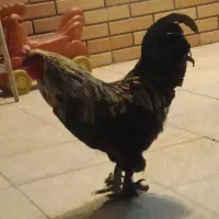 خروس جوان