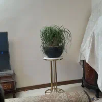 گل ومیز